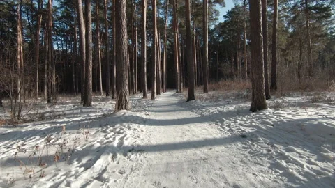 Drone flies along the path of the winter park between the tree trunks. Footage 스톡 동영상 169003628