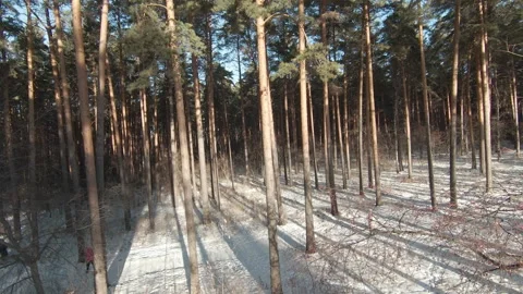 Drone flies along the path of the winter park between the tree trunks. Footage Stockbeeldmateriaal 169215231
