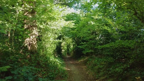 Drone flies along quiet path through green, leafy English woodland Stock Footage 318192583