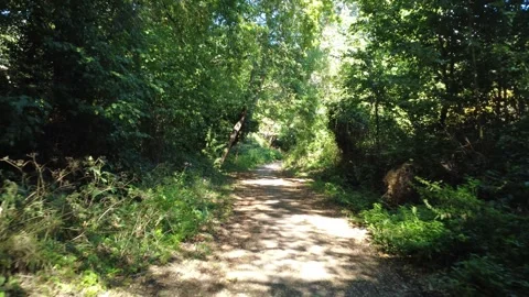 Drone flies along quiet path through green, leafy English woodland Stock Footage 318192592