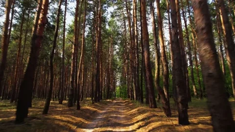 The drone flies along the road between the dense pine forest Video stock 180964602