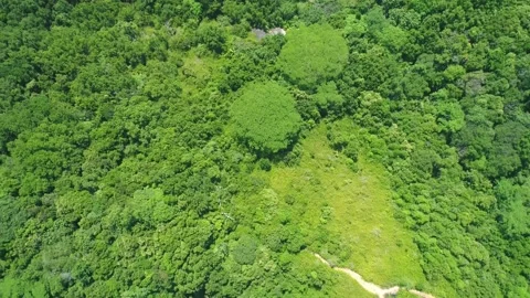 Drone flies along the Seychelles rainforest on a sunny day Stock Footage 155406473
