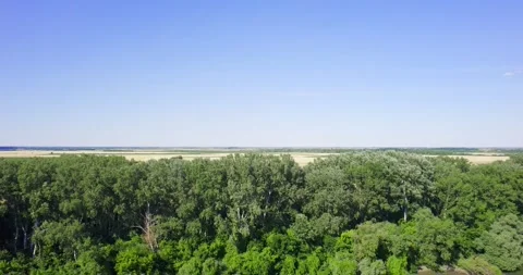 Drone flies and captures river Tisza green trees and plain countryside in Serbia Stock Footage 266158224