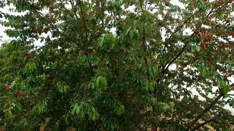 The drone flies around a big tree with red berries, then flies away. Aerial. Stock Footage 72304282