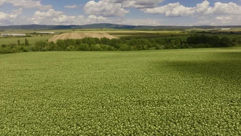 Drone flies around the field Stock Footage 270146871