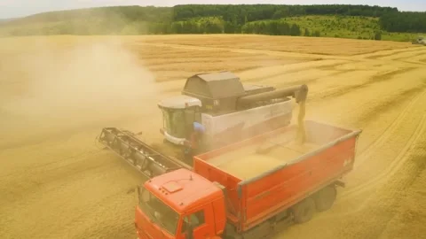 Drone flies around harvester unloading grain in the back of a truck Stock Footage 136442513