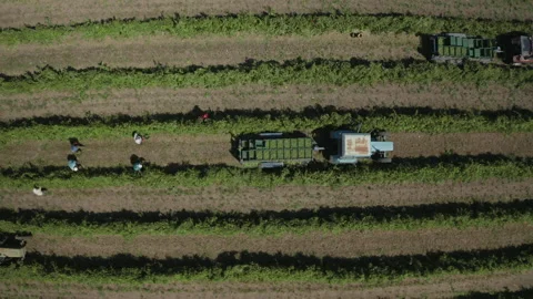 Drone flies away from the boxes with grapes up over the vineyard.  Stock Footage 157364393