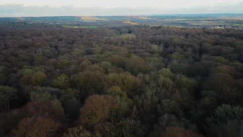 Drone flies back over winter woodland in low light - wide Stock Footage 148125852