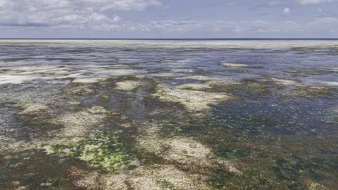 Drone flies backwards low over tide pools with algae on sunny morning Stock-Footage 346158897