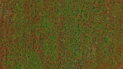 Drone flies backwards over a field with blooming poppies in Horenka, Ukraine. 動画素材 235395696