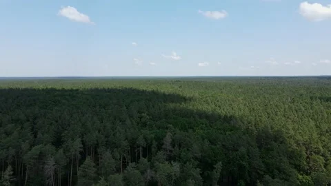 Drone flies backwards over the green pine forest and blue sky with clouds. Stock Footage 233920800