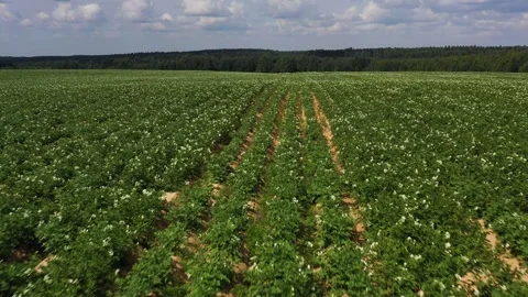 Drone flies backwards over rows of young flowering potatoes, field, aerial view Stock Footage 245498376