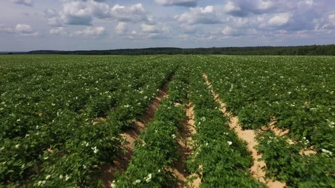 Drone flies backwards over rows of flowering potatoes, potato field, aerial view Stock Footage 245498395