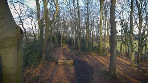 Drone flies backwards through the forest Stock Footage 87274496