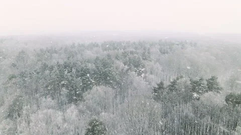 The drone flies in bad weather over the forest Stock Footage 166364220