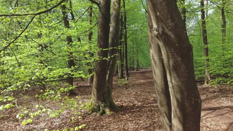Drone flies between beech tree trunks Stock Footage 209150742
