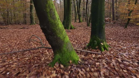 Drone flies between beech trees Stock-Footage 217688262