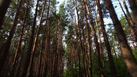 Drone flies between dense pine forest Stock Footage 180965280
