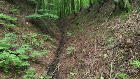 Drone flies between dense vegetation Stock Footage 137943345