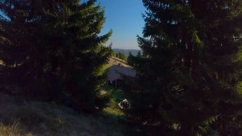 Drone flies between fir trees in the Carpathian Mountains Stock Footage 100579009