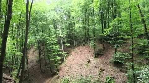 Drone flies between many trees Stock Footage 137943409