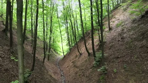 The drone flies between many trees and bushes Stock Footage 137968375