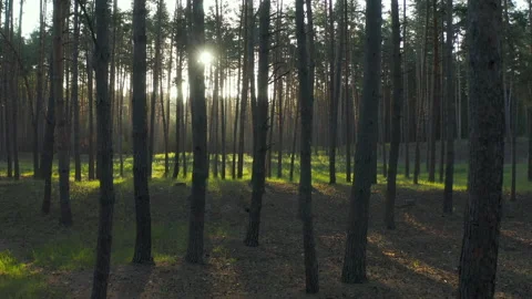 Drone flies between tall green trees in bright sun beams Stock Footage 132522207