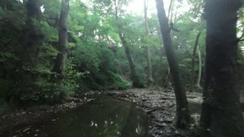 Drone flies between trees and riera of Gualba forest. Barcelona, Spain Stock Footage 263060788