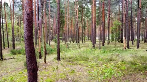 Drone flies between trees. Beautiful footage of the autumn forest Stock Footage 160260359