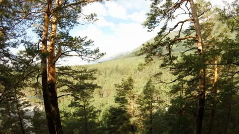 Drone flies between the trees Stock Footage 96064275