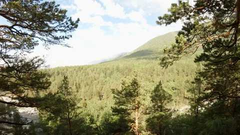 Drone flies between the trees Stock Footage 96067386