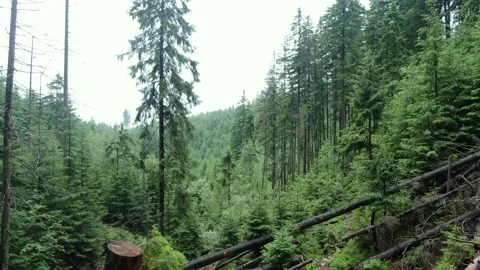 A drone flies between the trees in the mountain forest. Carpathian mountains. Stock Footage 168485518