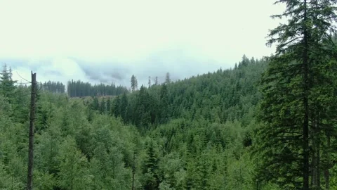 A drone flies between the trees in the mountain forest. Carpathian mountains. Stock Footage 168520810