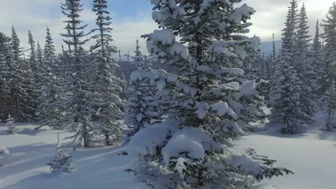 Drone flies between trees. Mountains in the background. Aerial view. Video stock 104802463