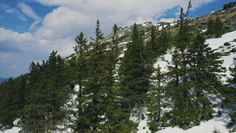 Drone flies between trees over mountain slope, early spring with snow Stock Footage 166114688