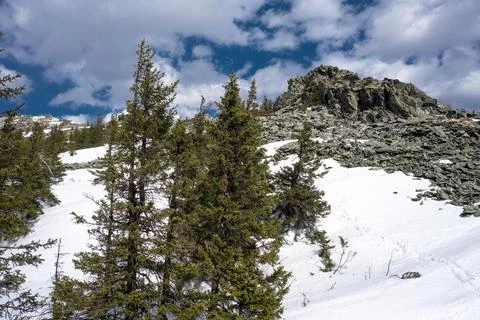 Drone flies between trees over mountain slope, early spring with snow Stock Photos