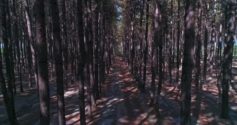 The drone flies between trees in a pine forest. Stock Footage 261163671