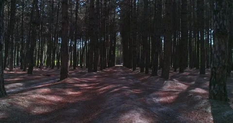 The drone flies between trees in a pine forest. Stock Footage 278238664