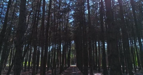 The drone flies between trees in a pine forest. Video stock 308068826