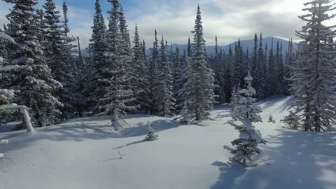 Drone flies between trees. Winter forest.Mountains in the background.Aerial view Stock Footage 105158925