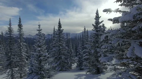 Drone flies between trees. Winter forest.Mountains in the background.Aerial view Stock Footage 105160245