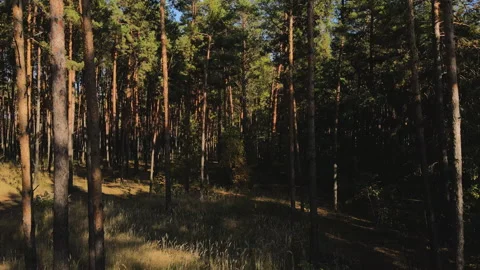 The drone flies between the trunks of tall pines in a coniferous forest and then Stock Footage 162861362