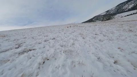 A drone flies on deer running through the snow Video stock 223537571