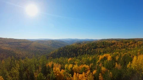 Drone flies down over the beautiful colorful trees in the autumn forest Stock Footage 122648260