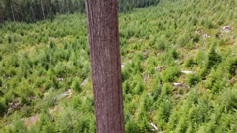 Drone flies down past the branches of Big Lonely Doug near Port Renfrew, BC Stockbeeldmateriaal 164007187