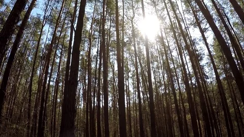 The drone flies in the forest, the sun, trees 스톡 동영상 127858029