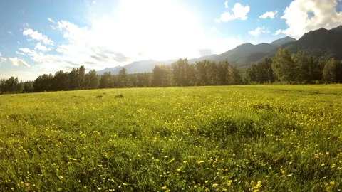 Drone flies forward over blooming meadow at sunset. Beautiful summer landscape Stock Footage 98443569