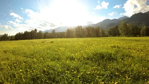 Drone flies forward over blooming meadow at sunset. Beautiful summer landscape Stock Footage 100031093