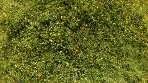 Drone flies forward over blooming meadow. Summer flowers, herbs. Vertical shot Stock Footage 126619150