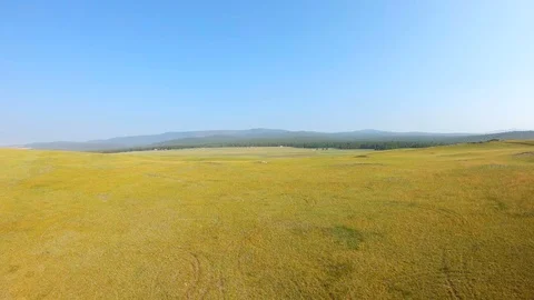 Drone flies forward over the yellow meadow Video stock 110393768